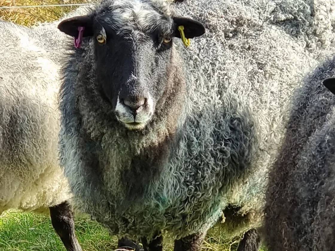 Meet the Sheep