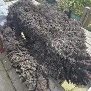 Gotland fleece - whole image 1