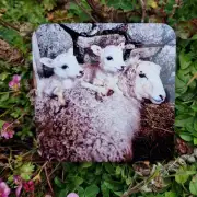 Coaster - sheep image 1