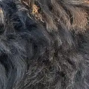 Hebridean Sheepskin image 3