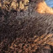 Mule Sheepskin image 4