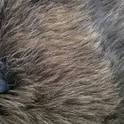 Hebridean Sheepskin image 2