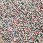 Handwoven pure wool rug image 6