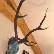 Tweed covered stag skull image 8