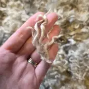 Gotland lambswool 434g image 2