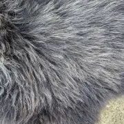 Hebridean Sheepskin image 7