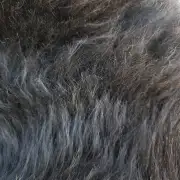 Hebridean Sheepskin image 2