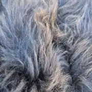 Hebridean Sheepskin image 4