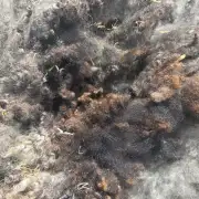 Gotland fleece image 3