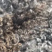 Gotland fleece image 3