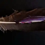 Salmon painted on a goose feather image 2