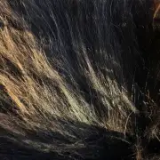 Icelandic Sheepskin image 4