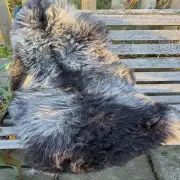 Hebridean X Sheepskin image 1