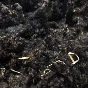 Gotland fleece - whole image 6