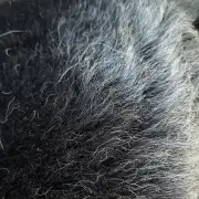 Herdwick Sheepskin image 3