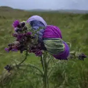 Thistle Yarn preorder - Aran image 5