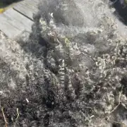 Gotland fleece image 8