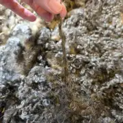 Gotland fleece 680g image 5