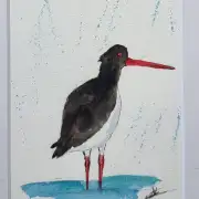 Mini Original Watercolour of an oystercatcher image 1
