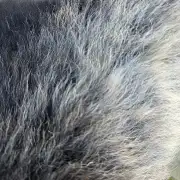 Hebridean Sheepskin image 3