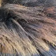 Icelandic Sheepskin image 3