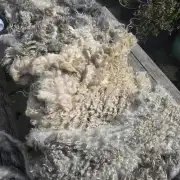 Gotland fleece image 1