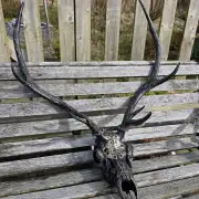 Painted stag skull image 8