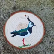 Lapwing on wood slice image 1