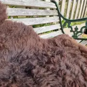 Hebridean Sheepskin image 1