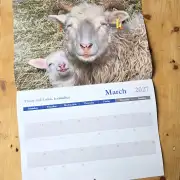 2027 Calendar - sheep and dogs image 4
