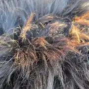 Icelandic Sheepskin image 2