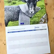 2027 Calendar - sheep and dogs image 7