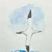 Mini Original Watercolour of a Gannet image 1