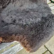 Hebridean Sheepskin image 2