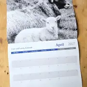 2027 Calendar - sheep and dogs image 5
