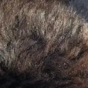 Mule Sheepskin image 3