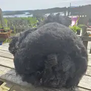 Gotland fleece - whole image 9