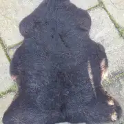 Zwarble Sheepskin image 3