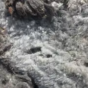 Gotland fleece image 5