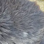 Hebridean Sheepskin image 6