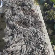 Gotland fleece image 1