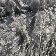 Gotland fleece - whole image 6