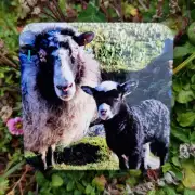 Coaster - sheep image 1