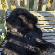 Hebridean Sheepskin image 1