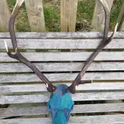 Tweed covered stag skull image 7