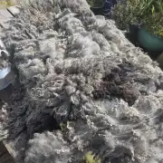 Gotland fleece image 1