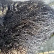 Hebridean Sheepskin image 2