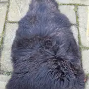 Icelandic Sheepskin image 6