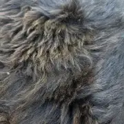 Hebridean Sheepskin image 4