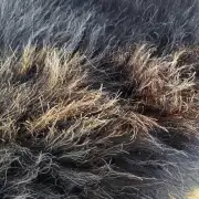 Hebridean Sheepskin image 3
